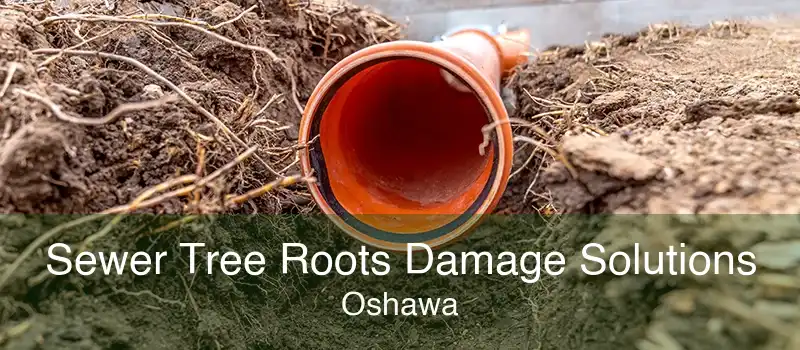 Sewer Tree Roots Damage Solutions Oshawa